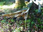 "Emmas" im Einsatz - IMG_0679.jpg "Emmas" im Einsatz - IMG_0679.jpg